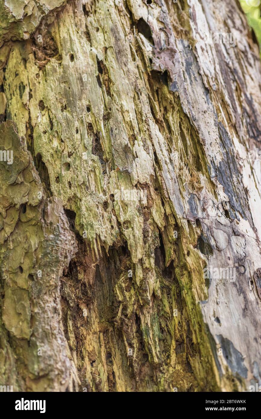 Rotten coniferous tree trunk hires stock photography and images Alamy