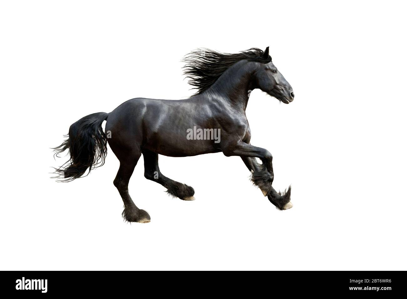 black horse isolated on white Stock Photo