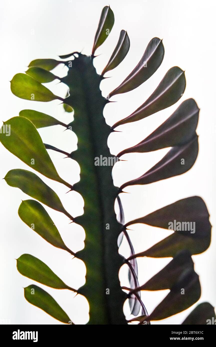 Euphorbia trigona close up, cactus, succulent plant with leaves - also known as African milk tree, cathedral cactus, Abyssinian euphorbia, and high ch Stock Photo