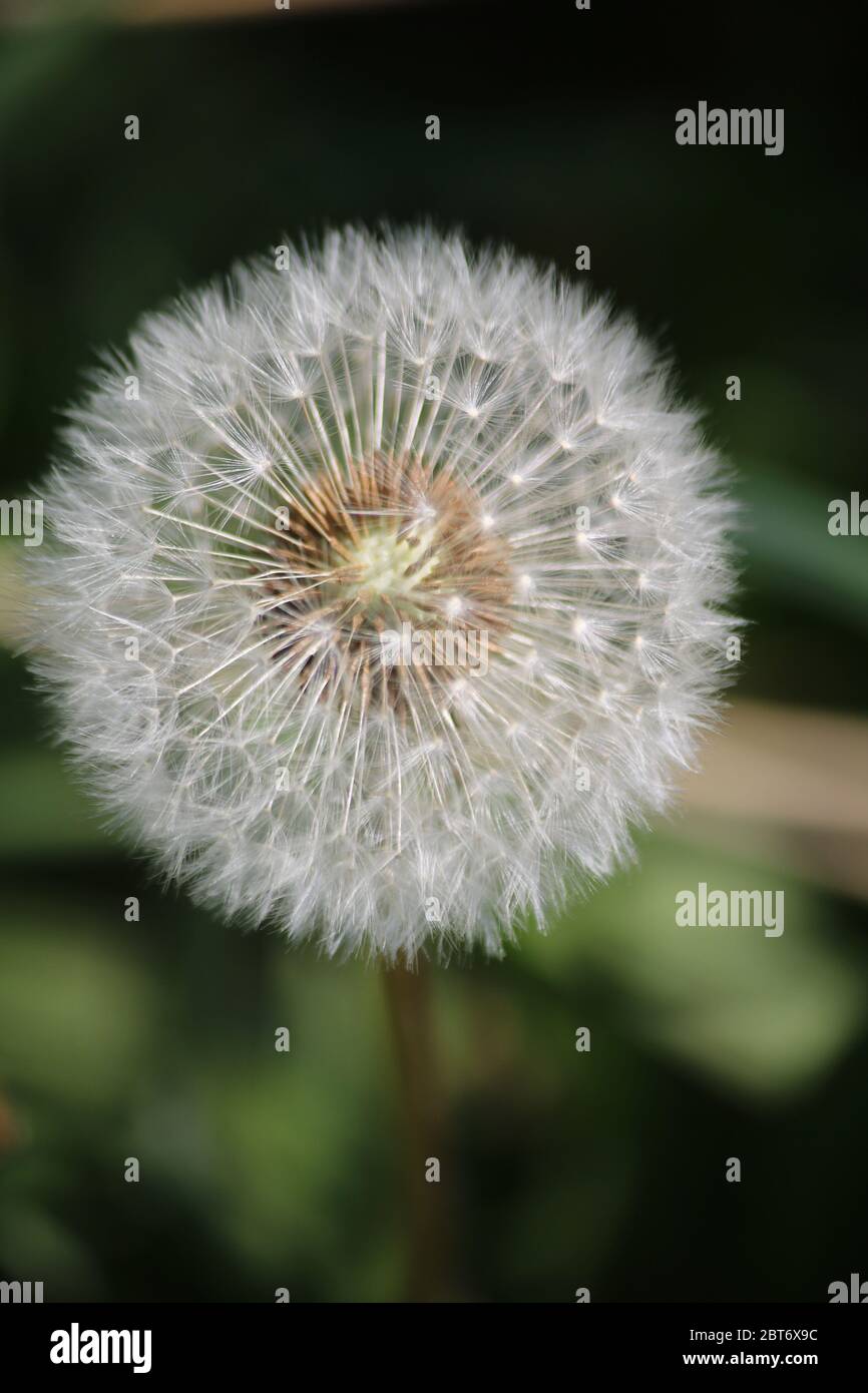 Dandelion seed heads in perfect ball ready to be blown by the wind Stock Photo