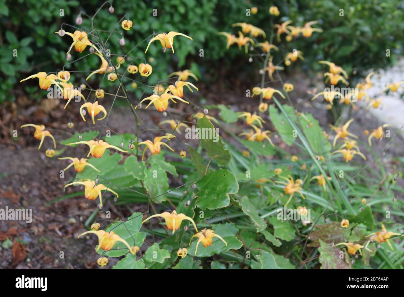 Epimedium amber queen with lantern like lemon flowers Stock Photo