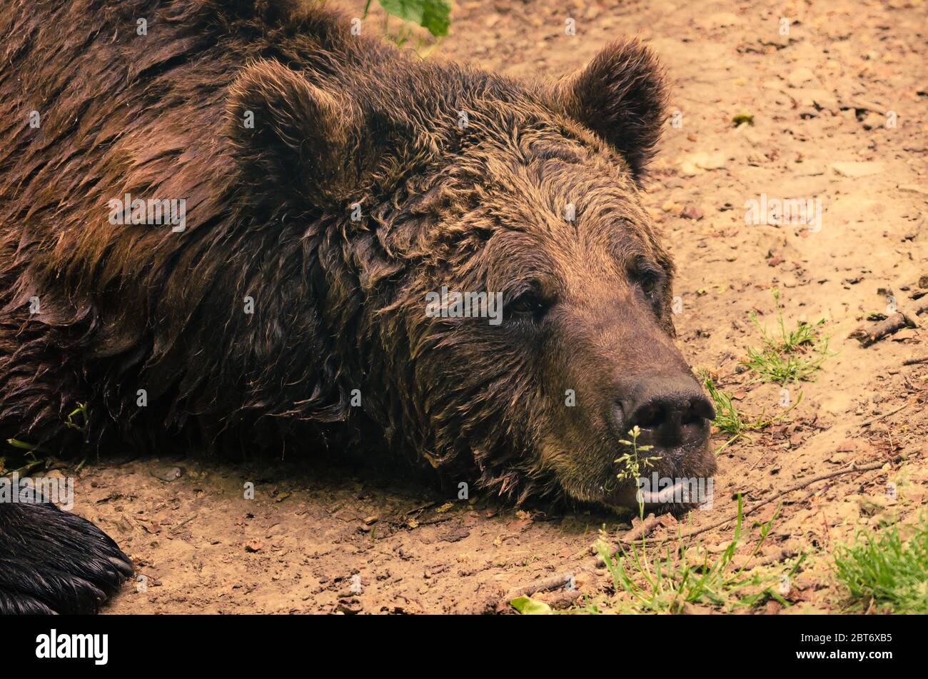 A strong, wet brown bear laying down and relax on the ground, looking ...