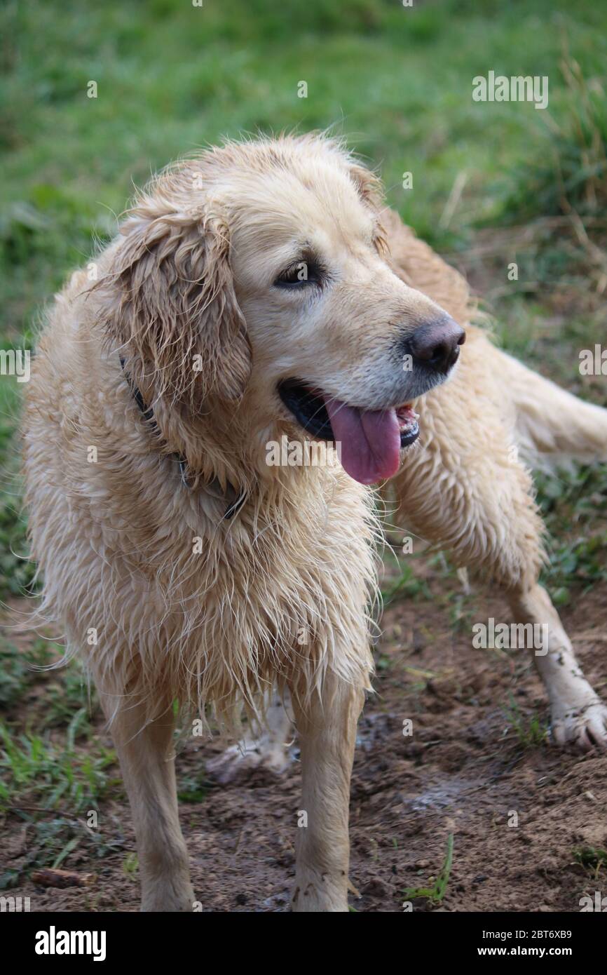 Wet, shaggy golden retriever with her tongue out Stock Photo