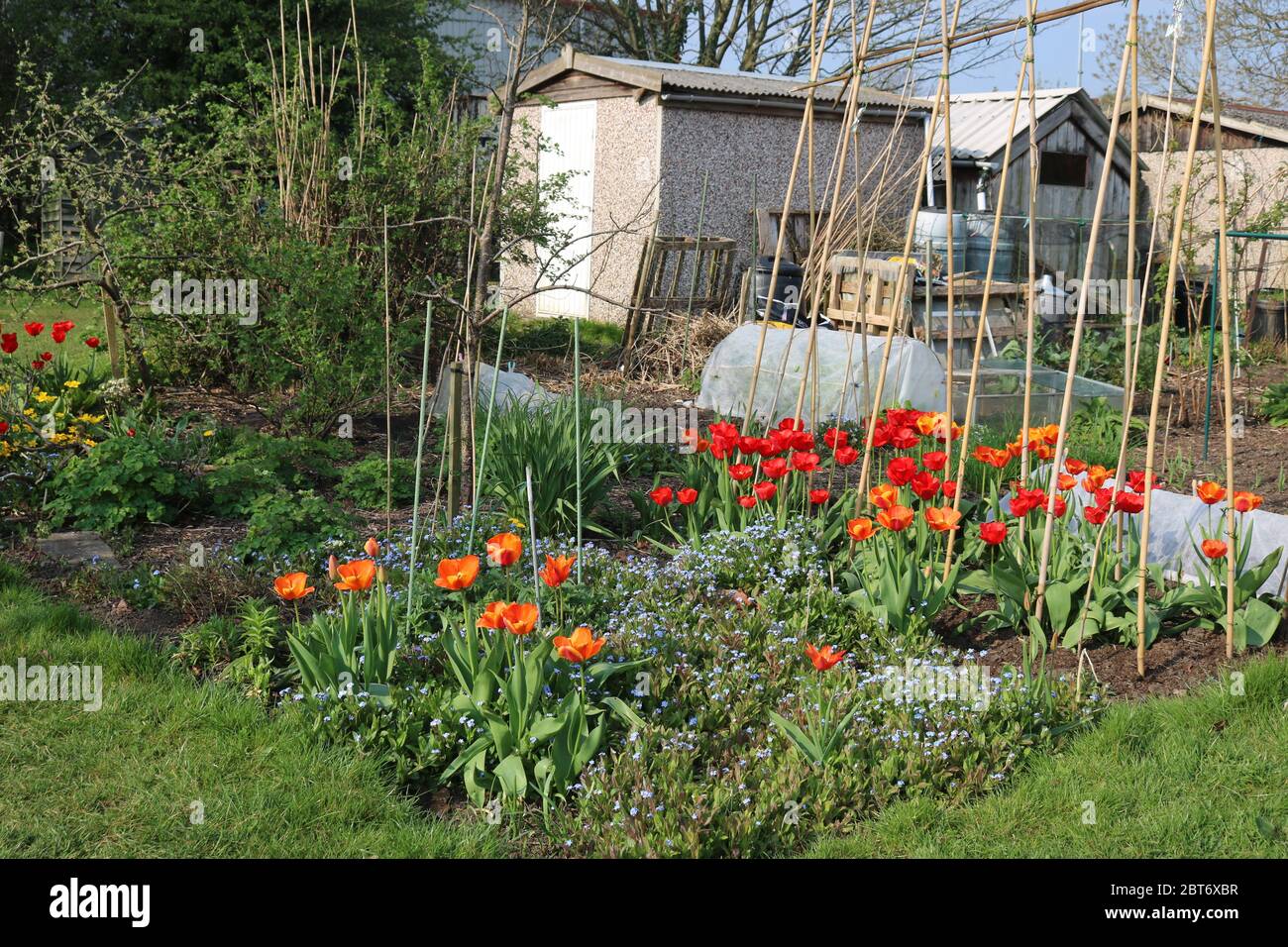 Allotment with orange and yellow tulips as well as vegetables growing on it with small sheds in the background Stock Photo