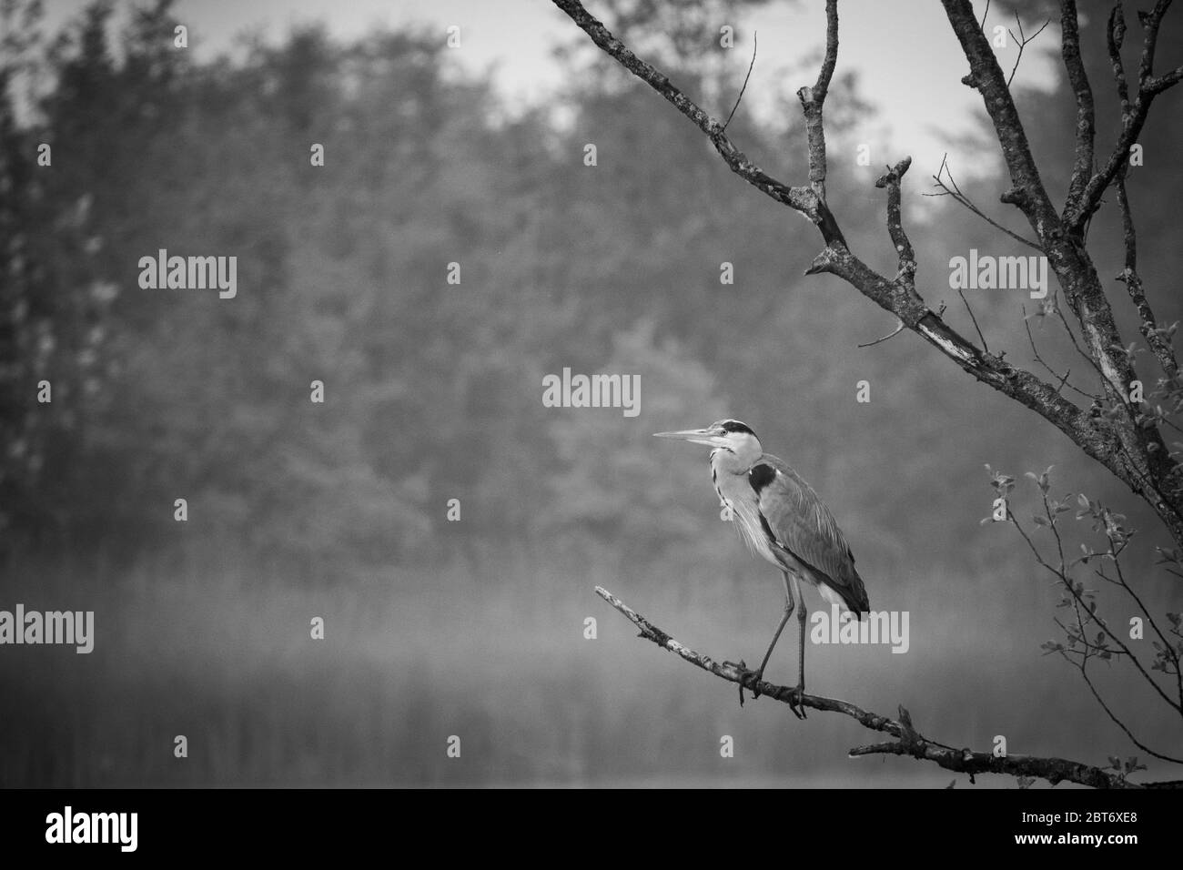 a Great White Egret stands on a branch by a lake Stock Photo