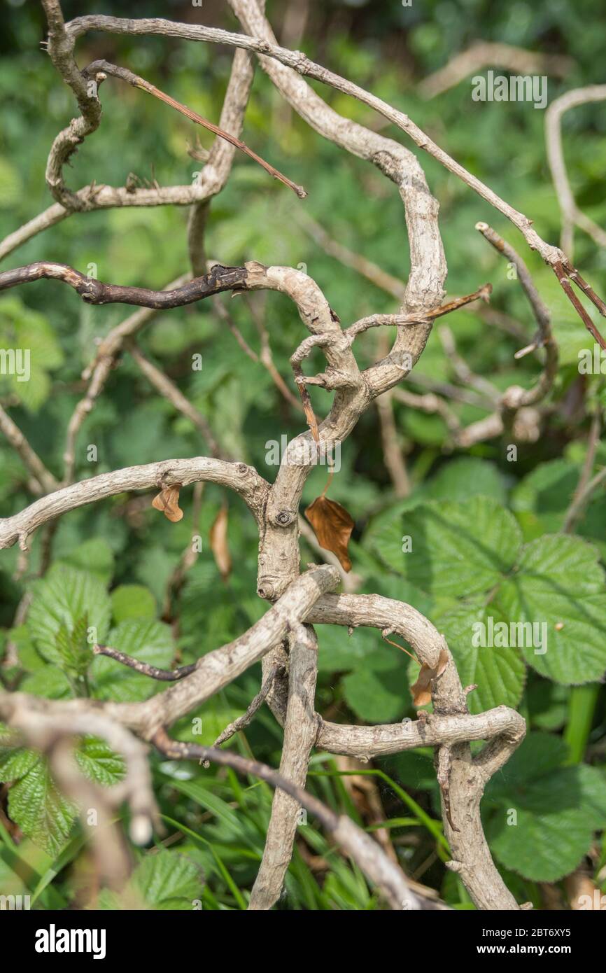 Natural branches or vines in UK hedgerow. Could be Honeysuckle or Ivy plant. Abstract complex or complicated, knotted, mingle mangle bitter & twisted. Stock Photo