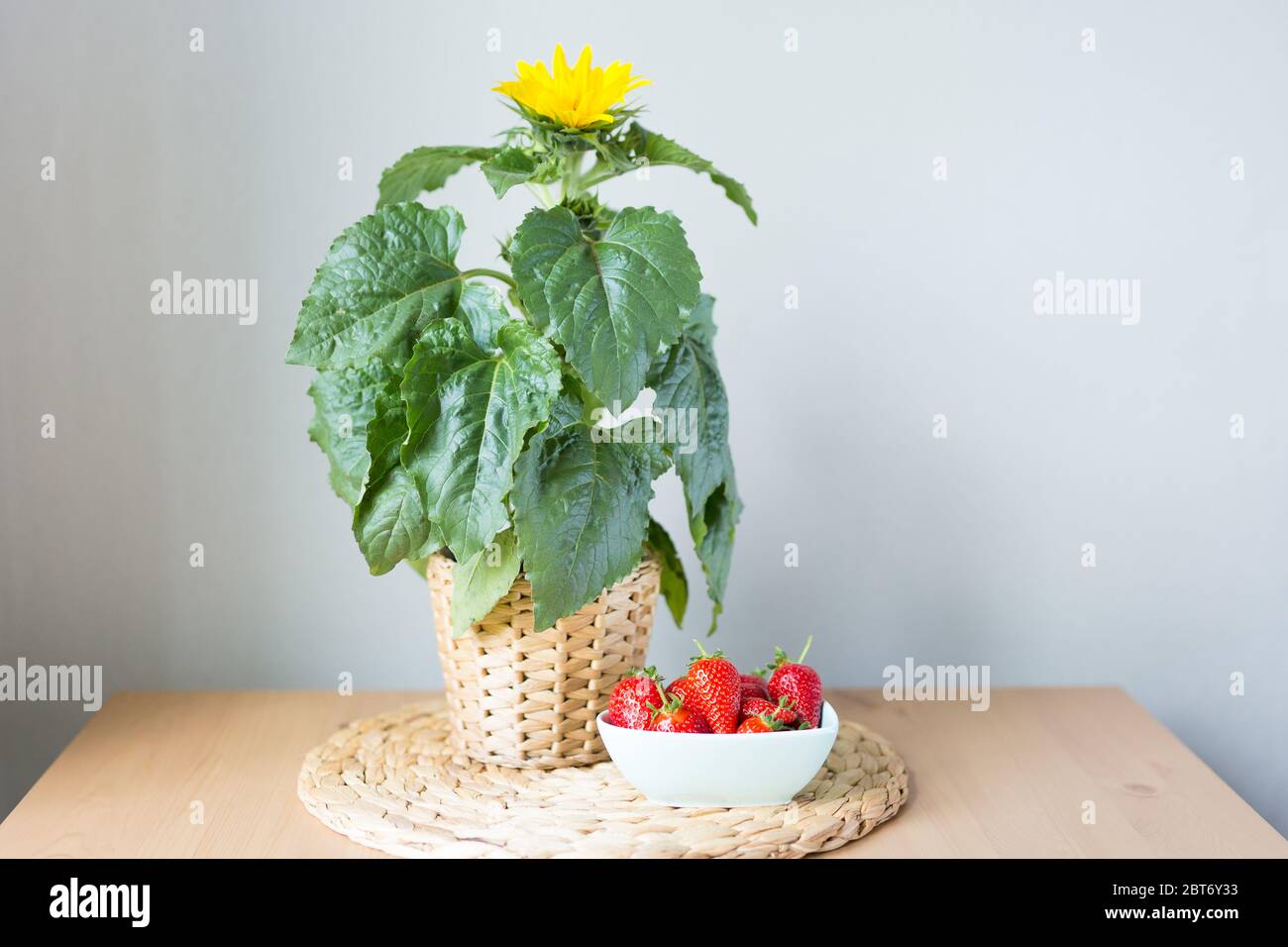 Sunflower in pot and strawberry on the wooden table . Flowers on a beige wooden table near the window. Home house interior. Beautiful sunflower.Summer Stock Photo