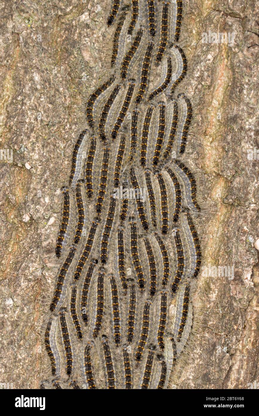 Wide shot of line of Processionary Caterpillars marching on oak tree bark next to hiking trail Stock Photo