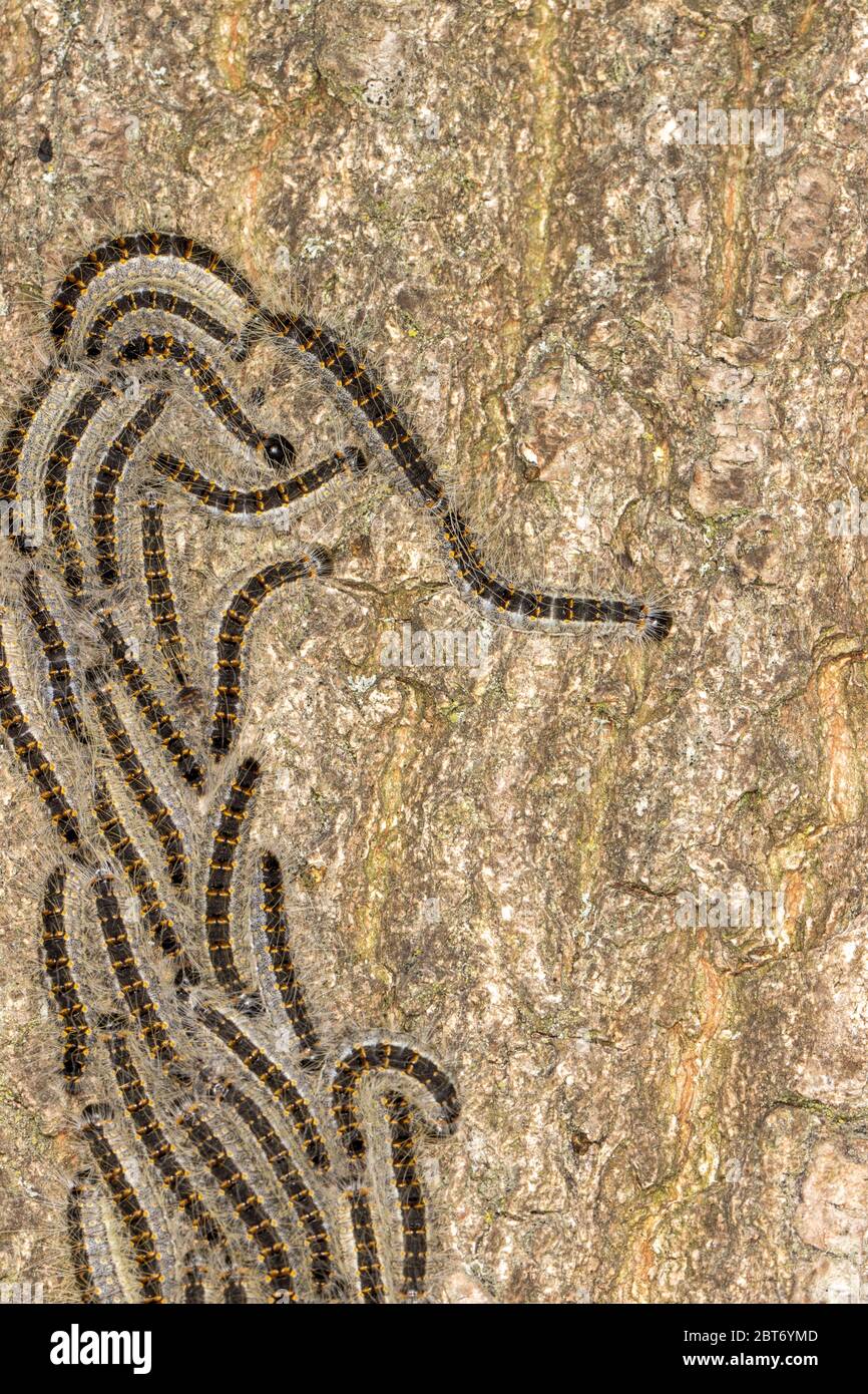 Long line of Processionary Caterpillars marching on oak tree bark next to hiking trail Stock Photo