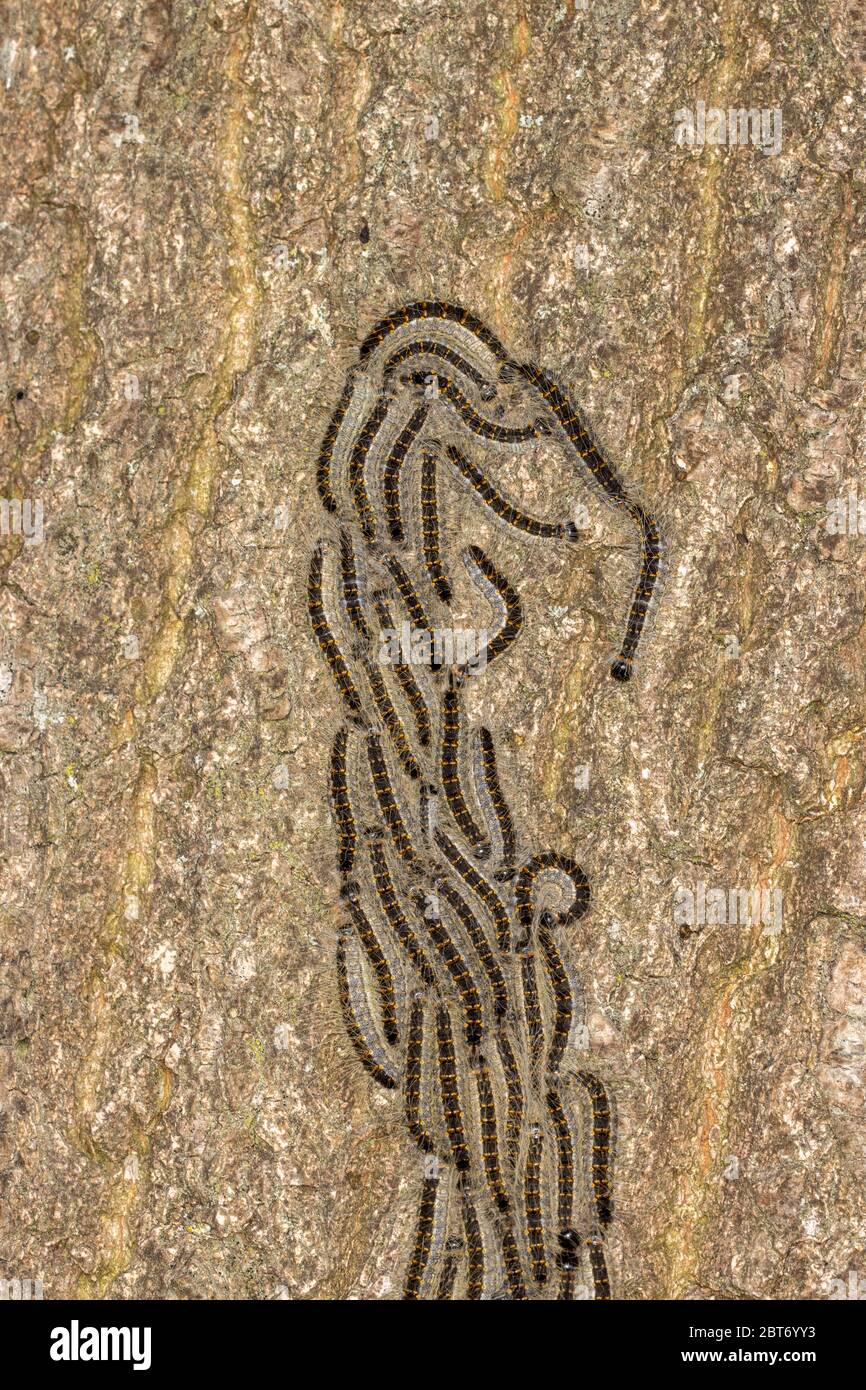 Long line of Processionary Caterpillars marching on oak tree bark next to hiking trail Stock Photo