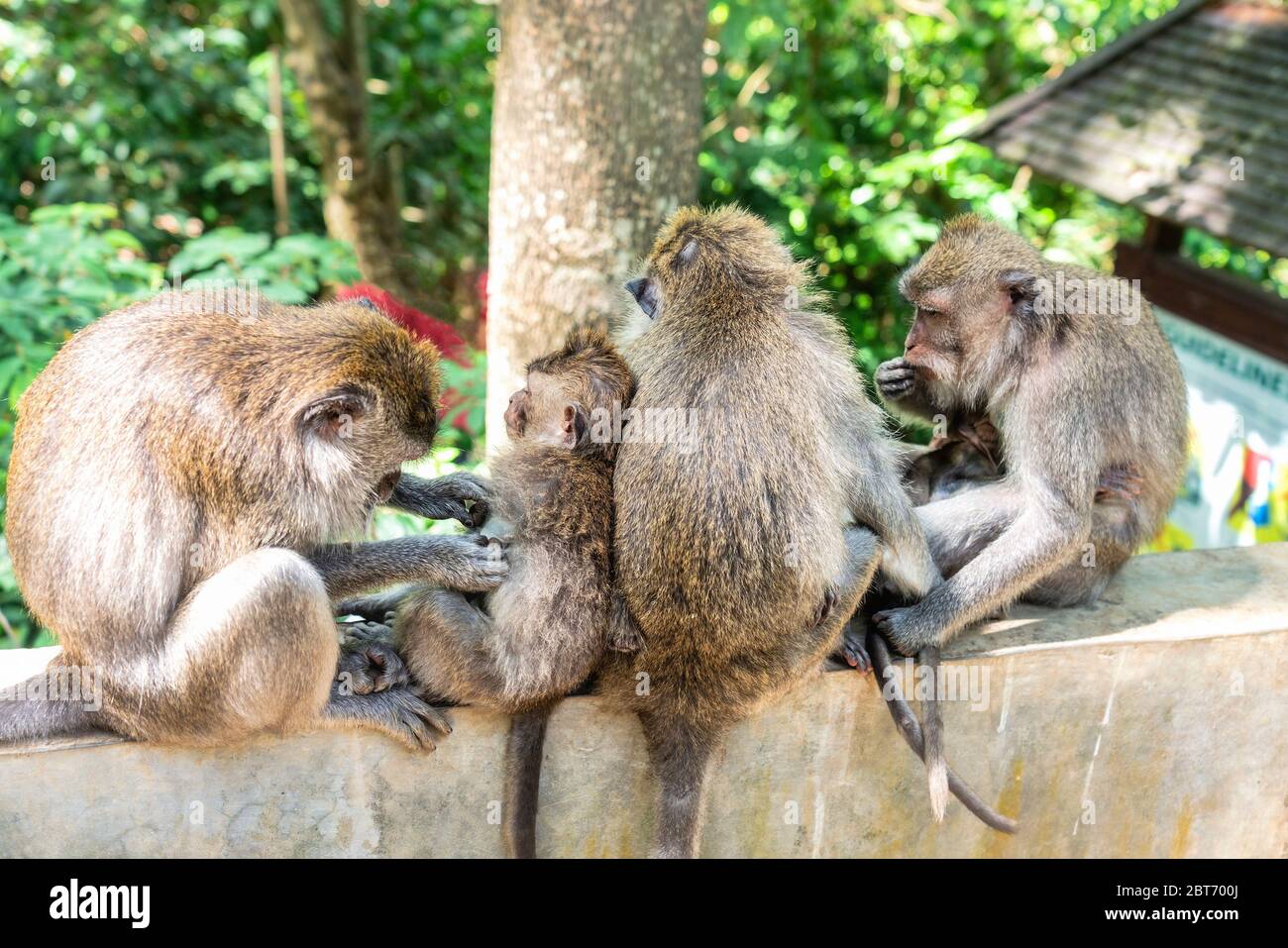 Monkey family taking care about each other together, catching fleas from the fur. Animals sitting on the rock on monkey forest sanctuary Ubud, Bali. P Stock Photo