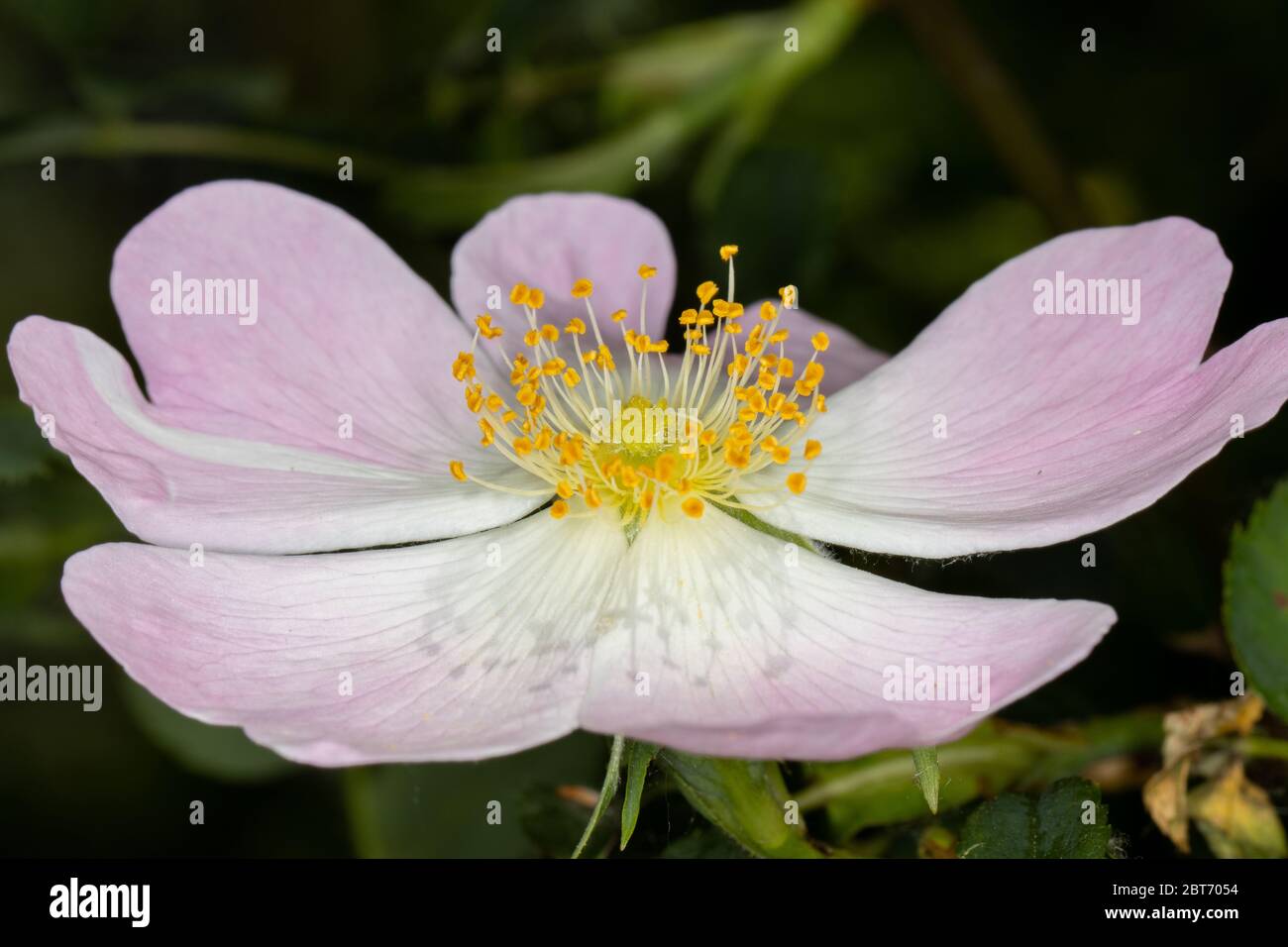 Close up of beautiful wild rose with pinkish white petals and yellow pollen covered stems Stock Photo