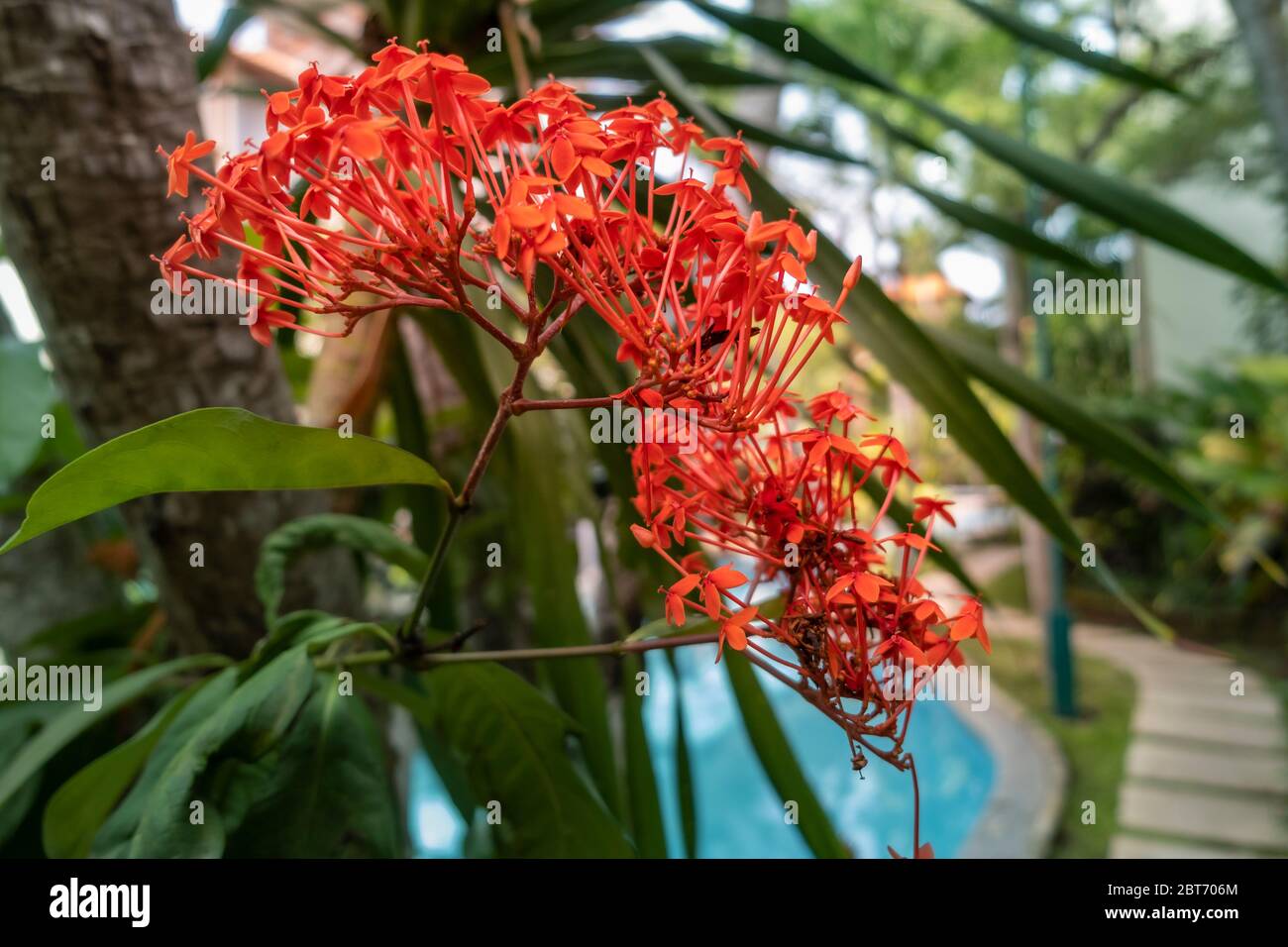 Close up red Rubiaceae - amazing tropical plant with many beautiful red flowers.. Red Ixora flower in garden at Bali in Indonesia. Stock Photo