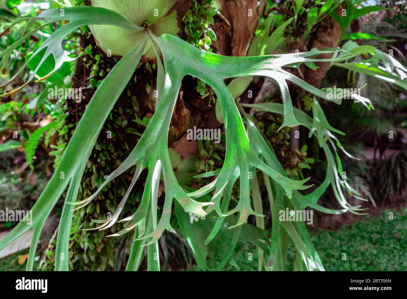 Close up of a staghorn fern, Platycerium, tropical Elkhorn grew on the branch of tree in tropical rainforest, parasite plant on a tree in Bali, Indone Stock Photo