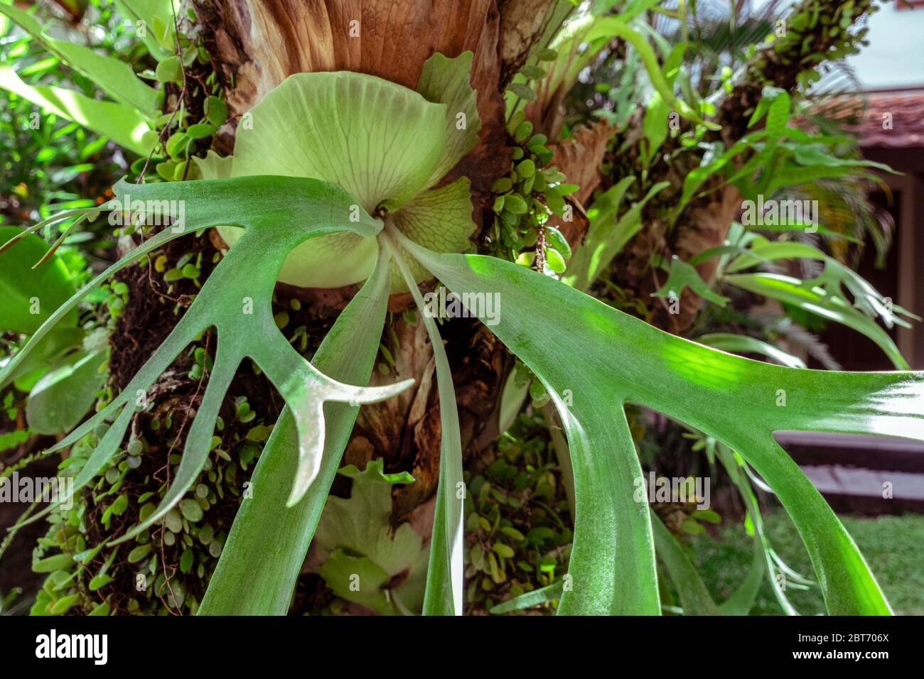 Close up of a staghorn fern, Platycerium, tropical Elkhorn grew on the branch of tree in tropical rainforest, parasite plant on a tree in Bali, Indone Stock Photo