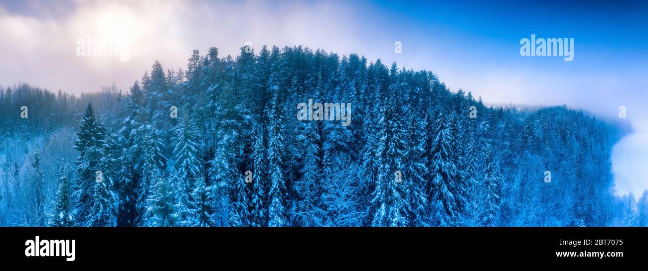 Aerial panorama view of winter pine tree forest, subarctic landscape, frozen, foggy air, low clouds, much snow on old high pine trees, frosty branches Stock Photo