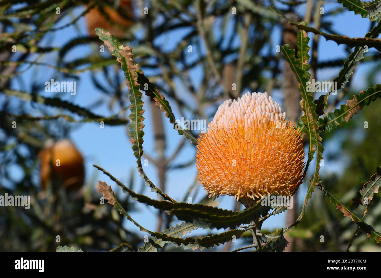 White and orange inflorescence of the Acorn Banksia, Banksia prionotes, family Proteaceae. Native to Western Australia.  Individual flowers open botto Stock Photo