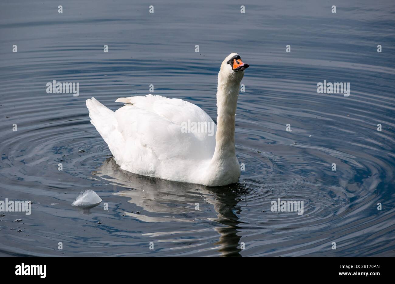 Female mute swan, Cygnus olor, drinking water in reservoir, East Lothian, Scotland, UK Stock Photo