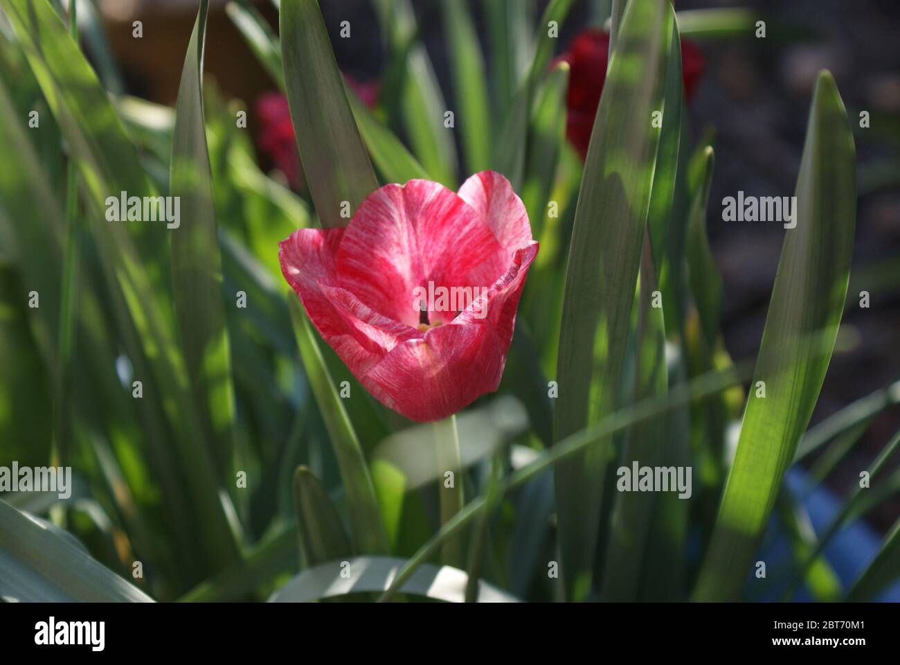 (Tulipa gesneriana) Closeup red tulip in the spring sunshine Stock Photo