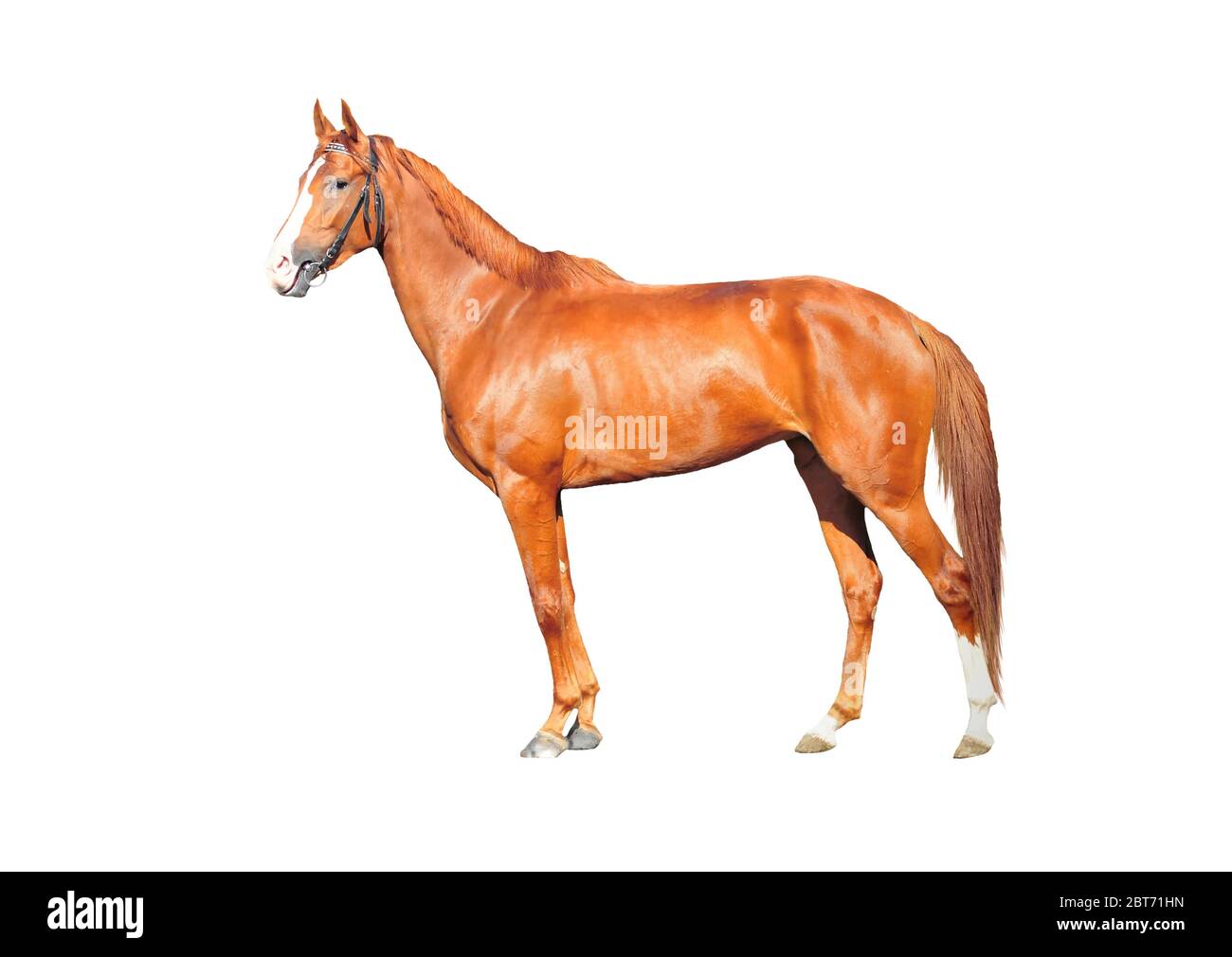 red horse stay isolated on the white background Stock Photo