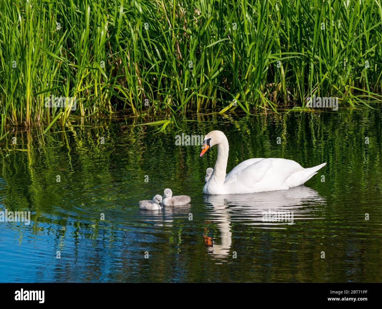 Mute swan, Cygnus olor, with cygnets swimming in reservoir with reflection in water, East Lothian, Scotland, UK Stock Photo