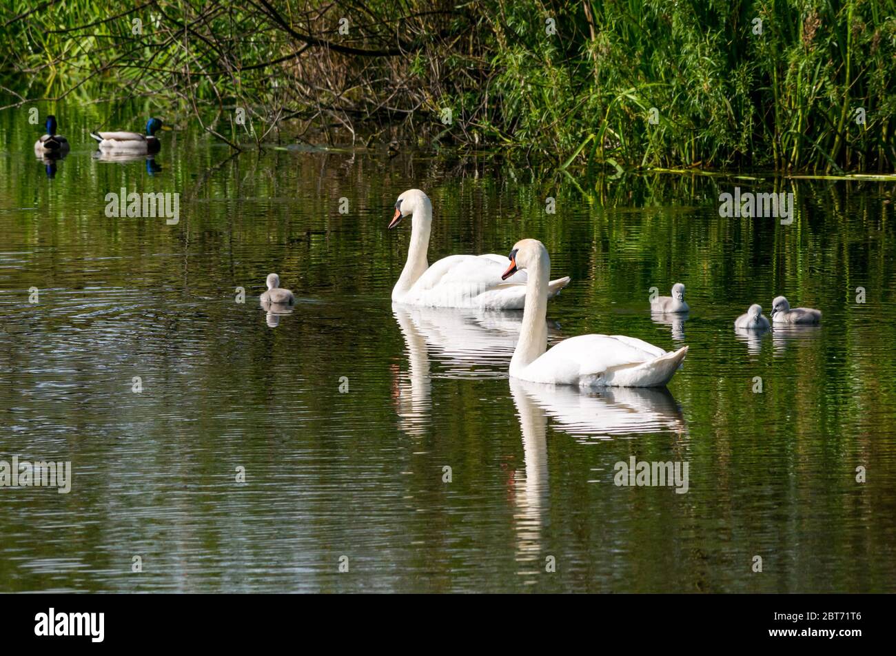 Pair of mute swans, Cygnus olor, with cygnets swimming in reservoir with reflections in water, East Lothian, Scotland, UK Stock Photo