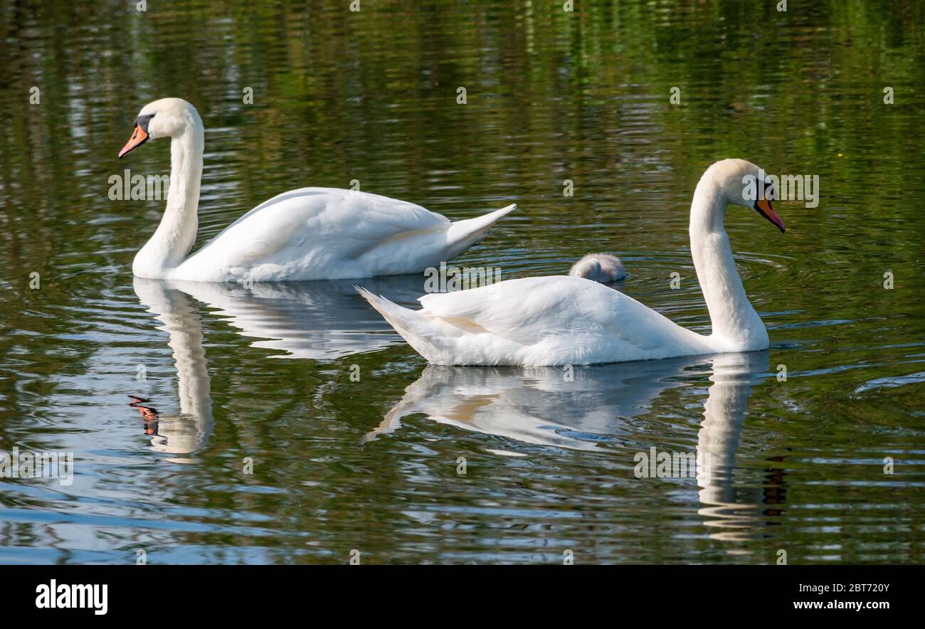 Pair of mute swans, Cygnus olor, with cygnet swimming in reservoir with reflections in water, East Lothian, Scotland, UK Stock Photo