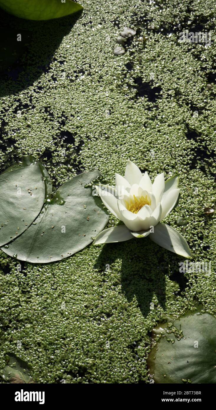 Beautiful garden wallpaper hi-res stock photography and images - Alamy