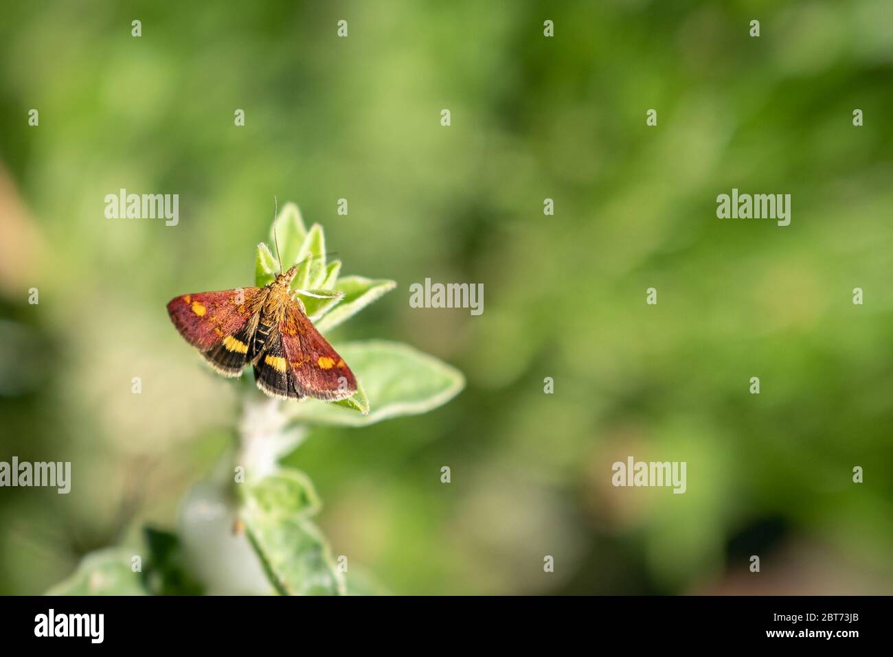 Tiny mint moth with its wings spread, sitting on a plant. Stock Photo