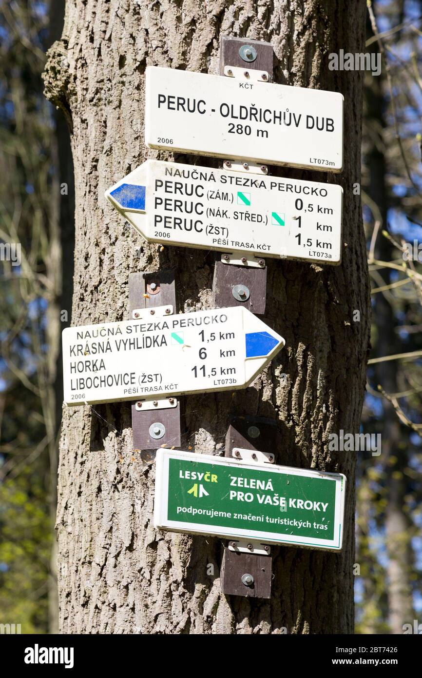 Oldřichův dub, Peruc, Ústecký kraj, Česká republika / Legendary Oldrich´s oak tree, castle, Peruc, North Bohemian region, Czech republic Stock Photo