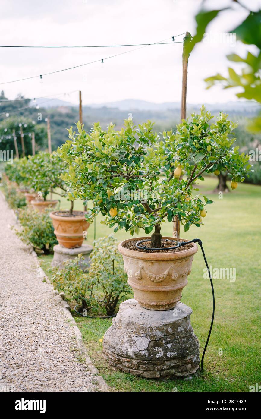 Yellow lemons on a tree, lemon trees in pots. Stock Photo