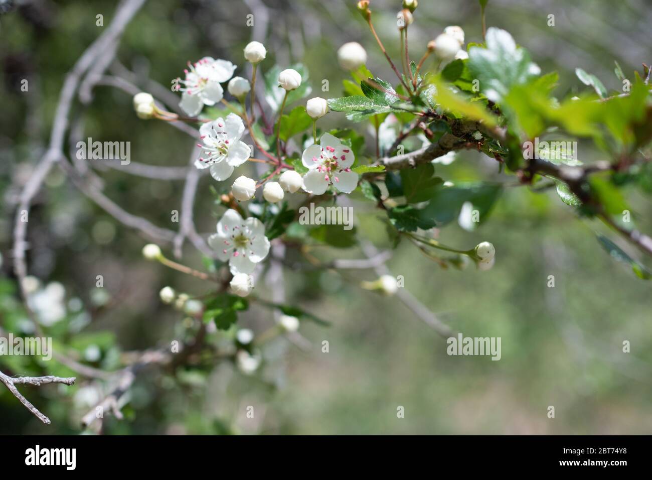 Wildflowers wallpaper hi-res stock photography and images - Alamy