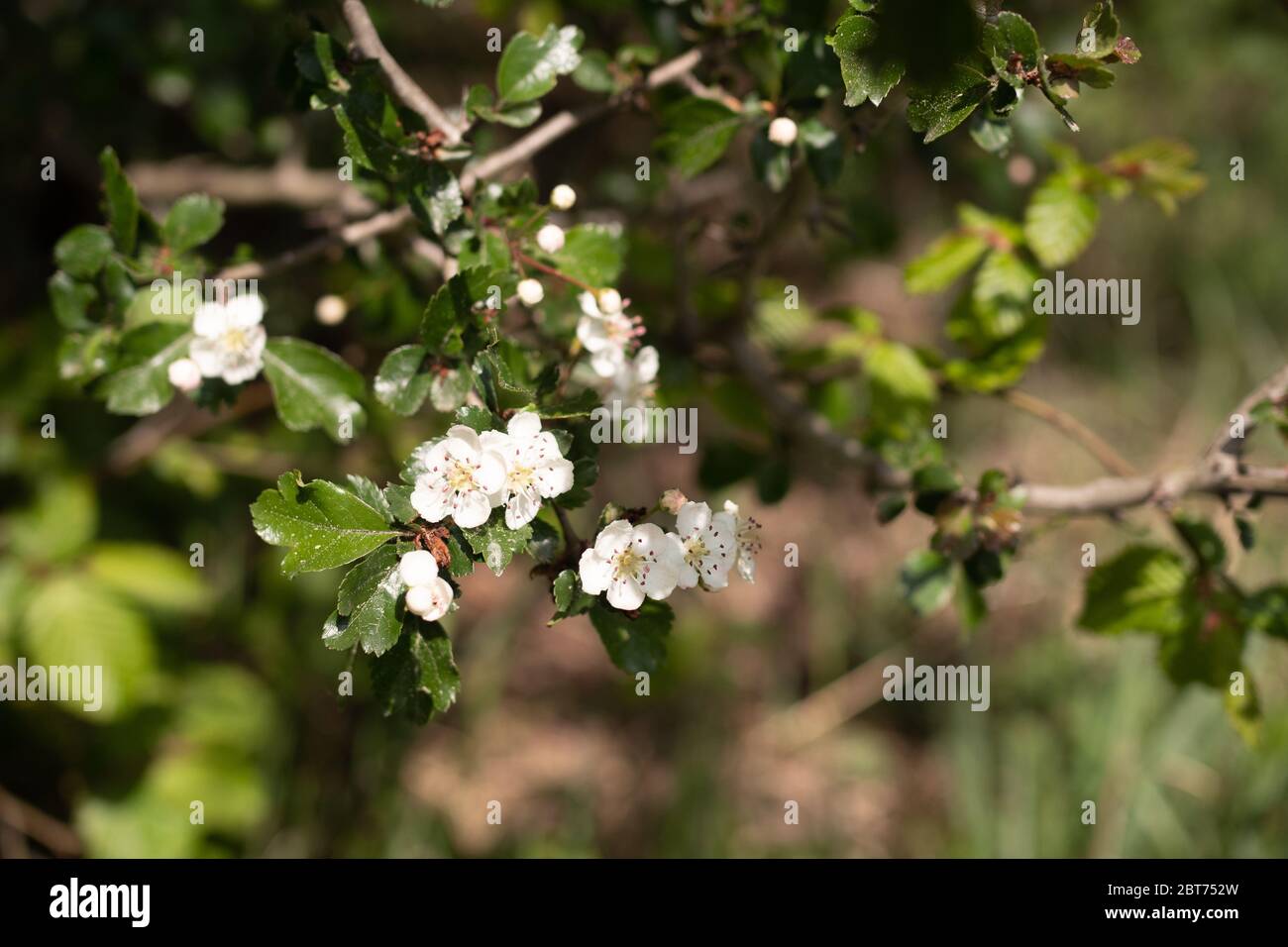 Wildflowers wallpaper hi-res stock photography and images - Alamy