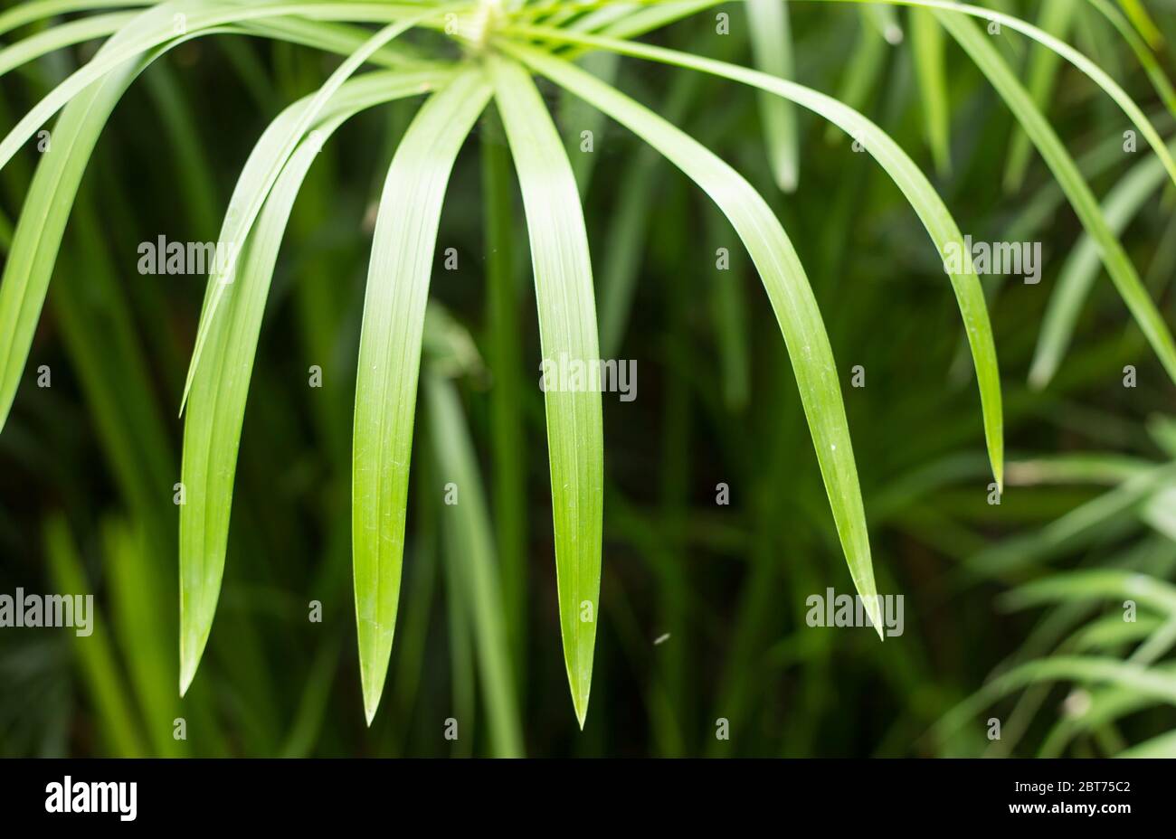 Close up  Green Small Leaf of Papyrus tree. Stock Photo