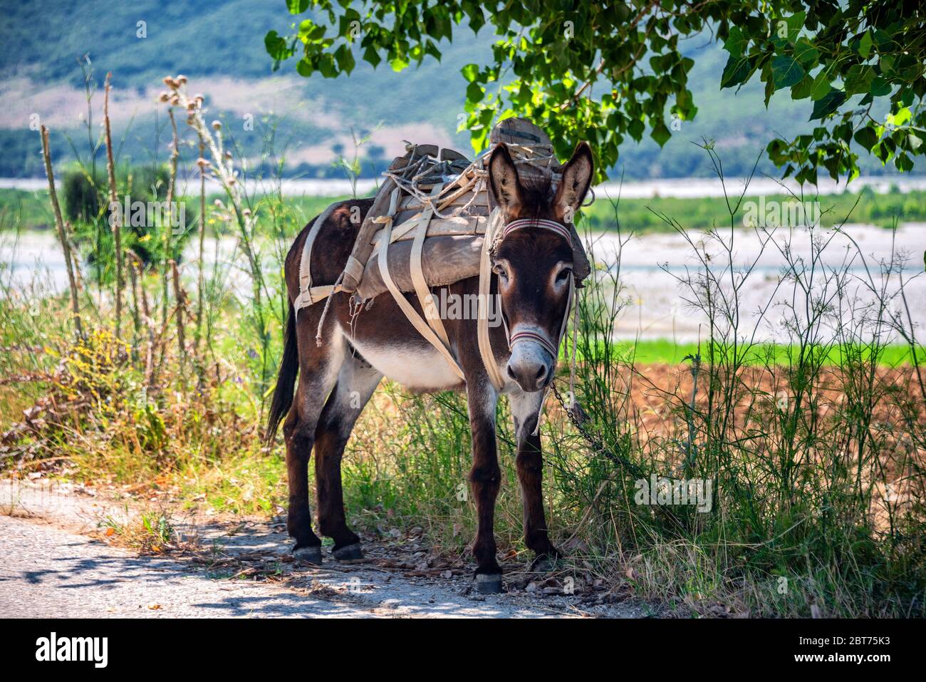 Working Donkey chained on tree in southern Albania Stock Photo