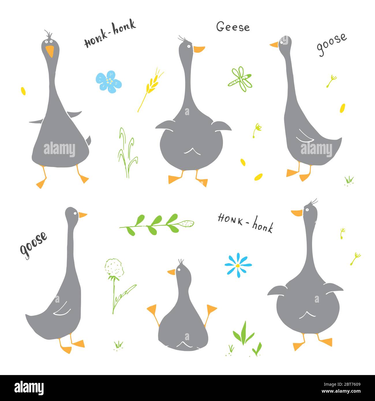Goose, geese set of illustrations, cute cartoon drawings. Animal