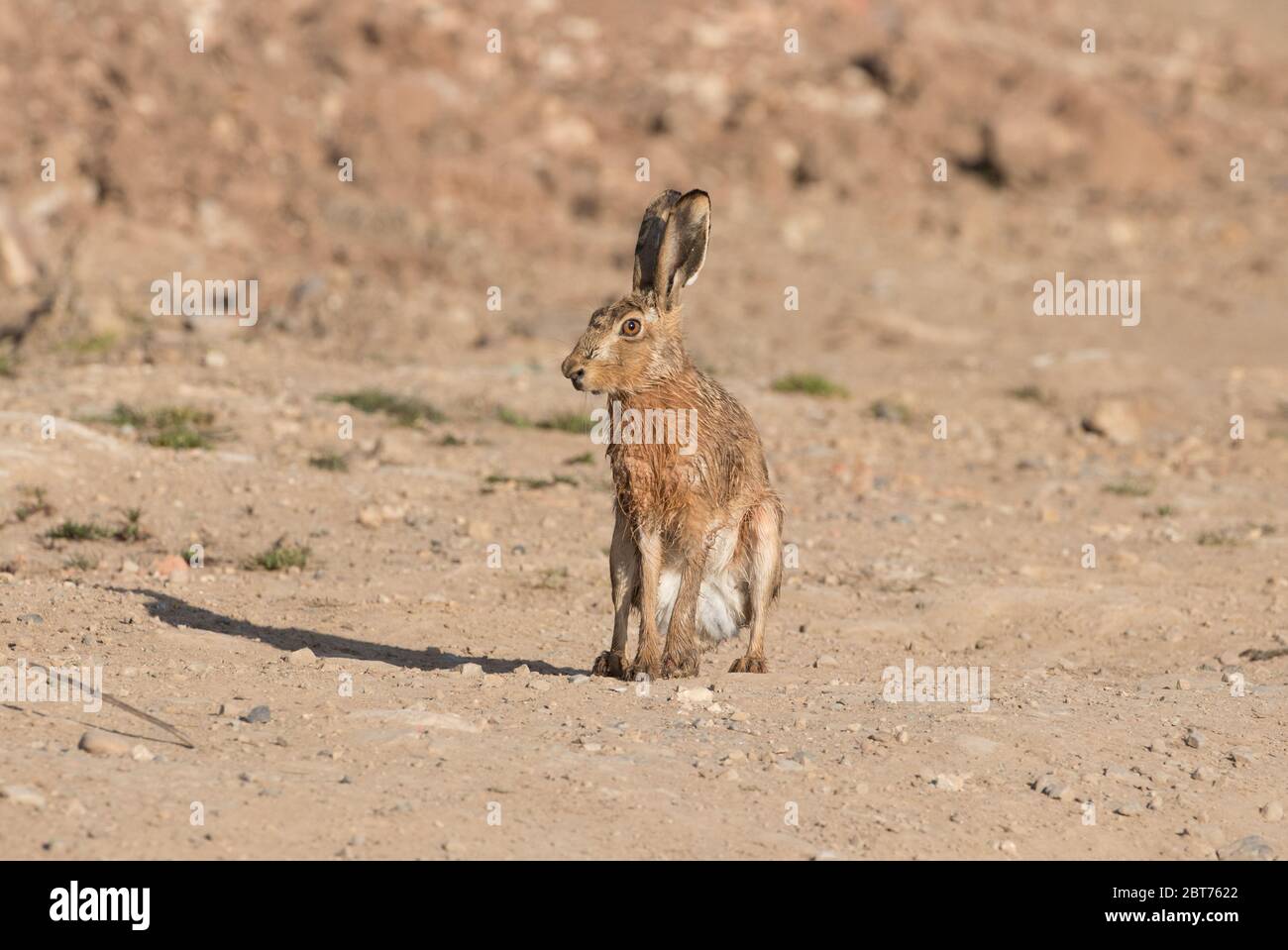 Brown hare near How Hill, Harrogate, North Yorkshire Stock Photo