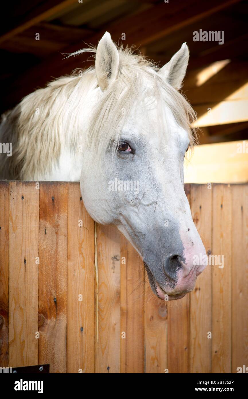 A white horse look at me in stables Stock Photo