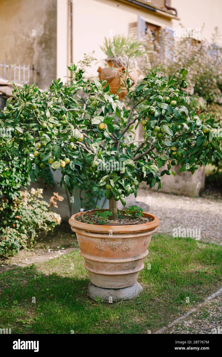 Yellow lemons on a tree, lemon trees in pots Stock Photo Alamy