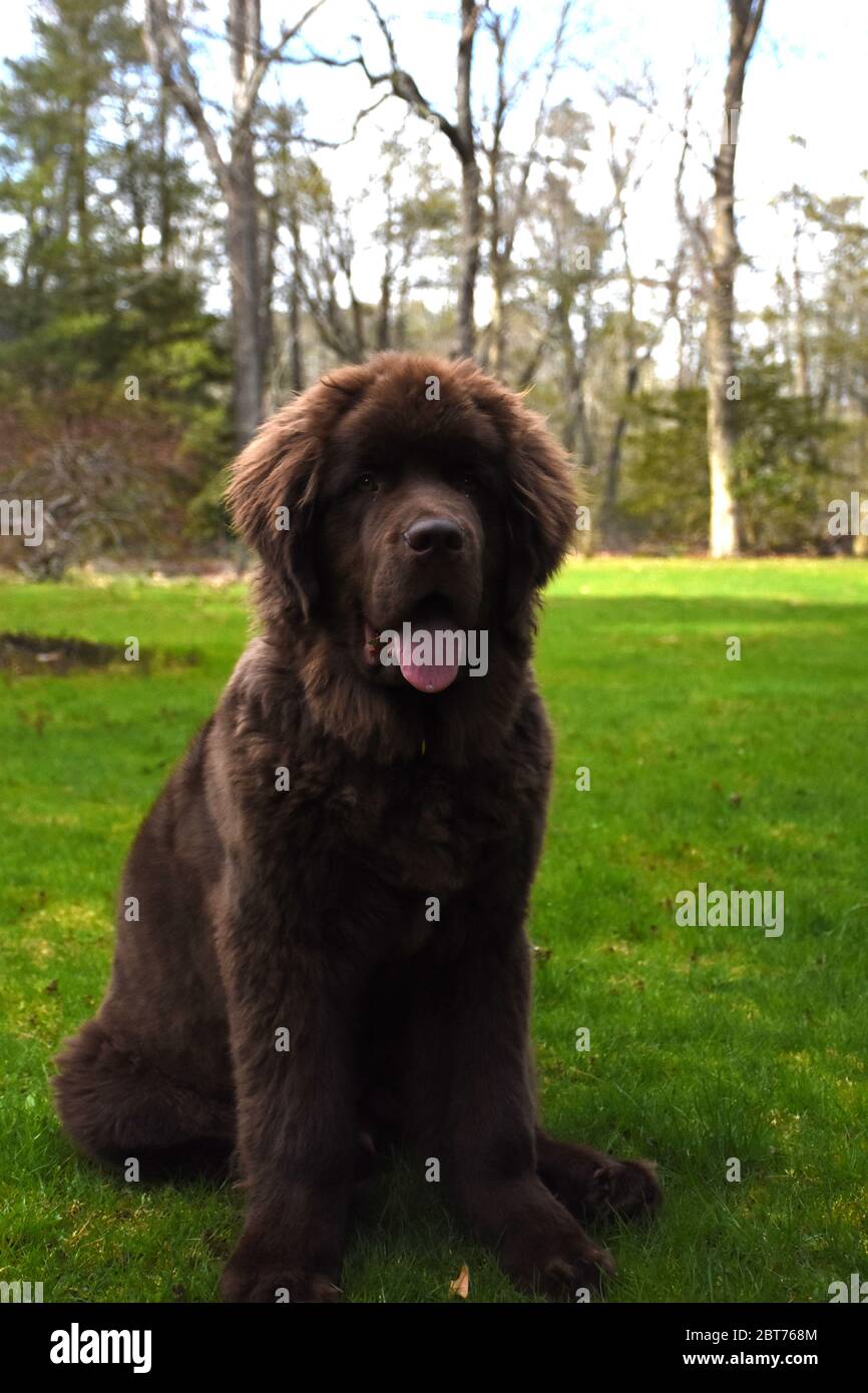 Page 9 Newfoundland Dog Cute High Resolution Stock Photography And Images Alamy