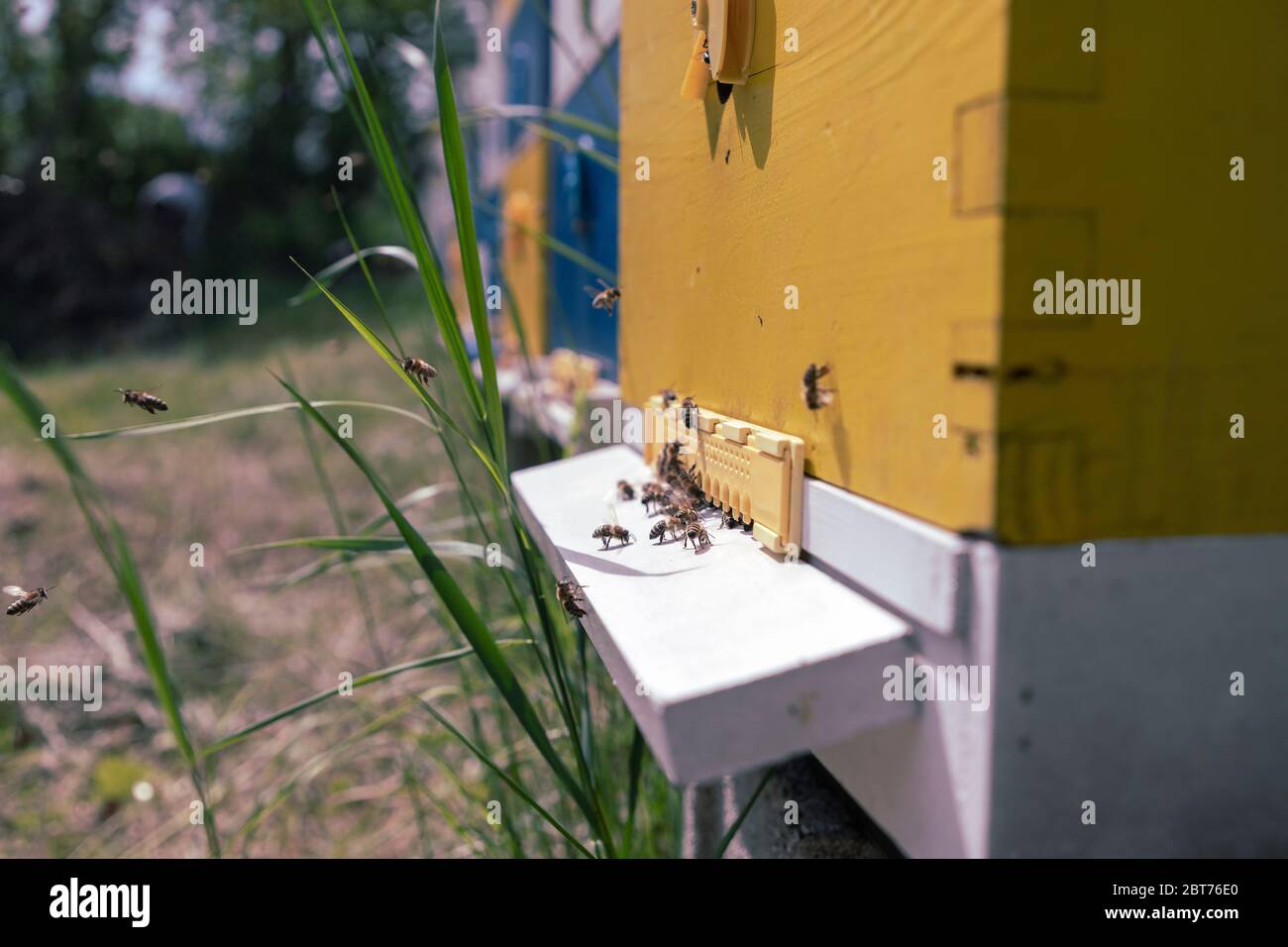 Close-up of honeybees (Apis mellifera) entering hive Stock Photo