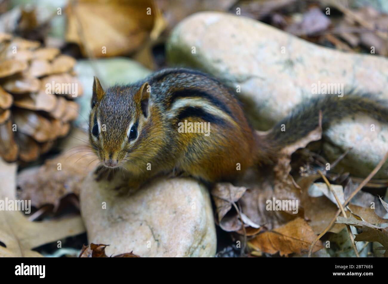 A tiny chipmunk with stripes on rocks and leaves Stock Photo - Alamy