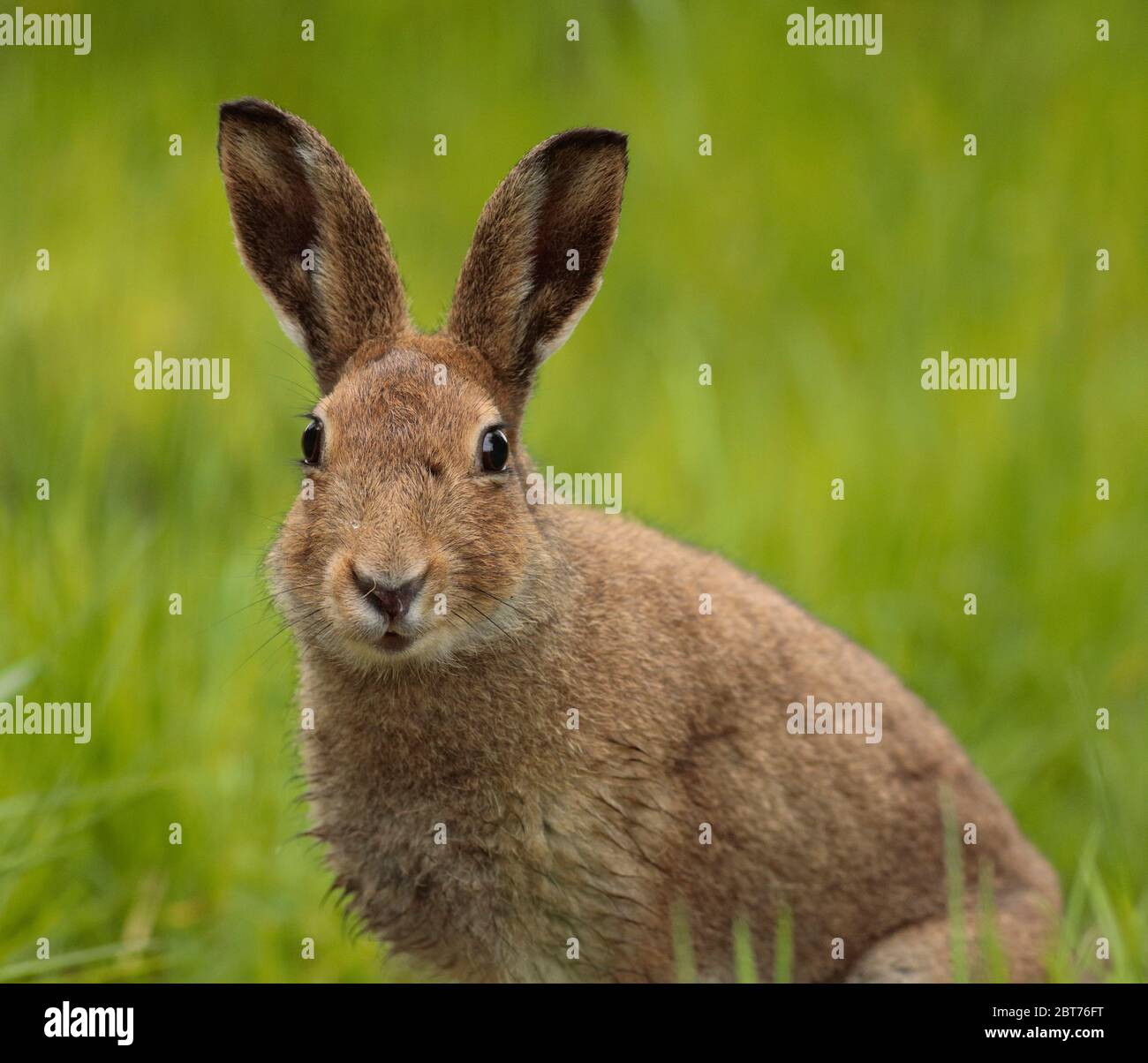 Photographing Hares High Resolution Stock Photography and Images - Alamy