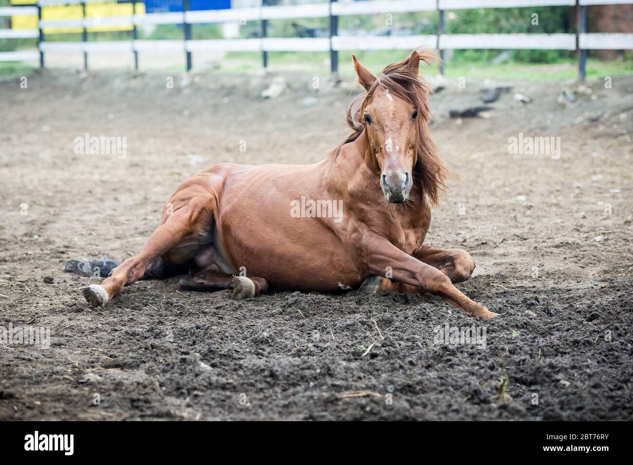 horse lying on his back on the ground. horse wallowing in dust Stock Photo