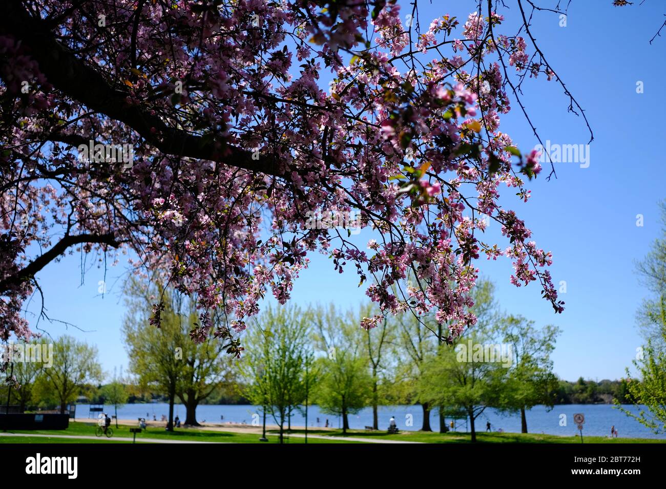 Branch of a pink cherry blossom (Prunus) tree in bloom by Mooney's Bay on the Rideau River