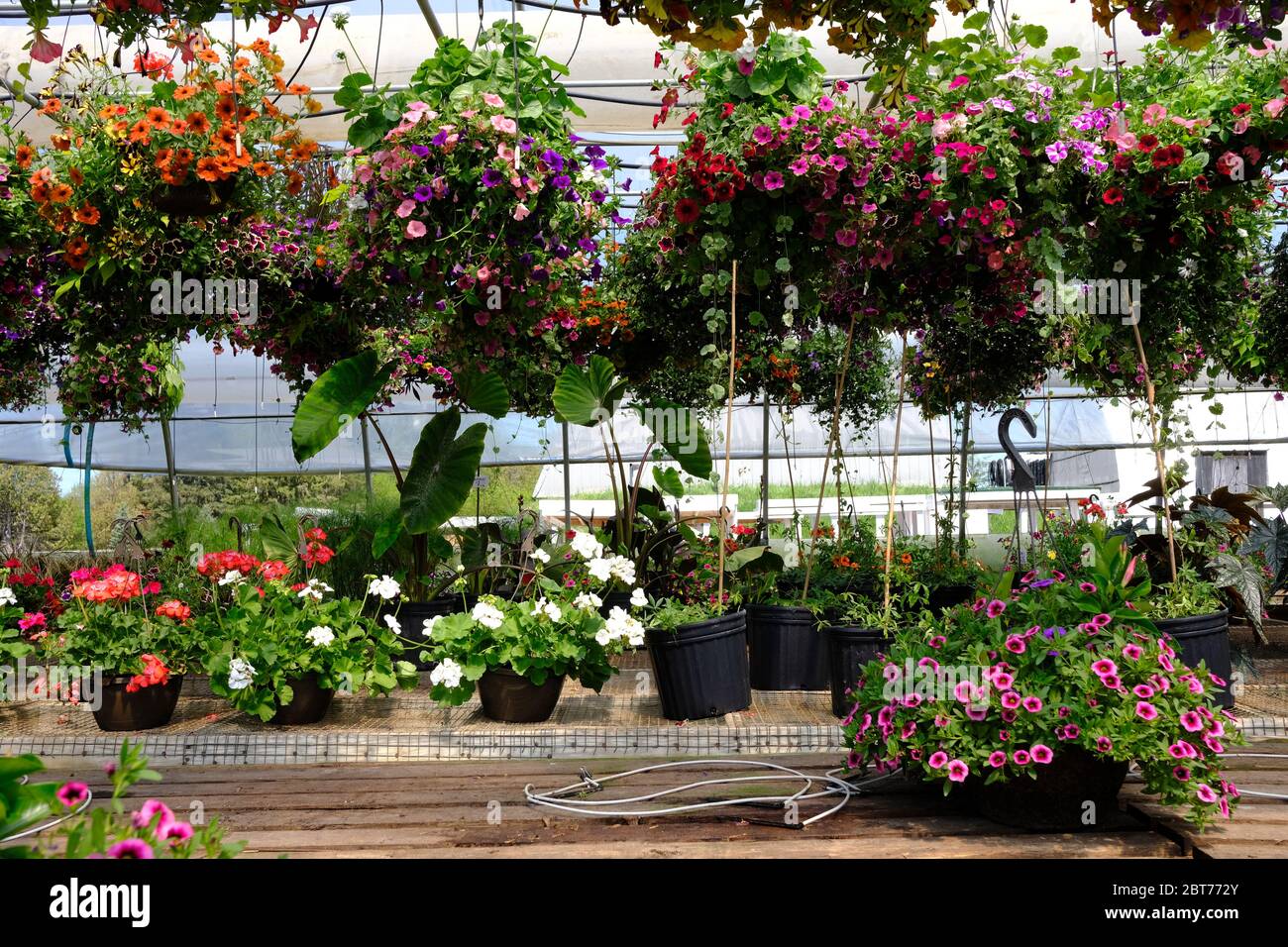 Canada community greenhouse hires stock photography and images Alamy