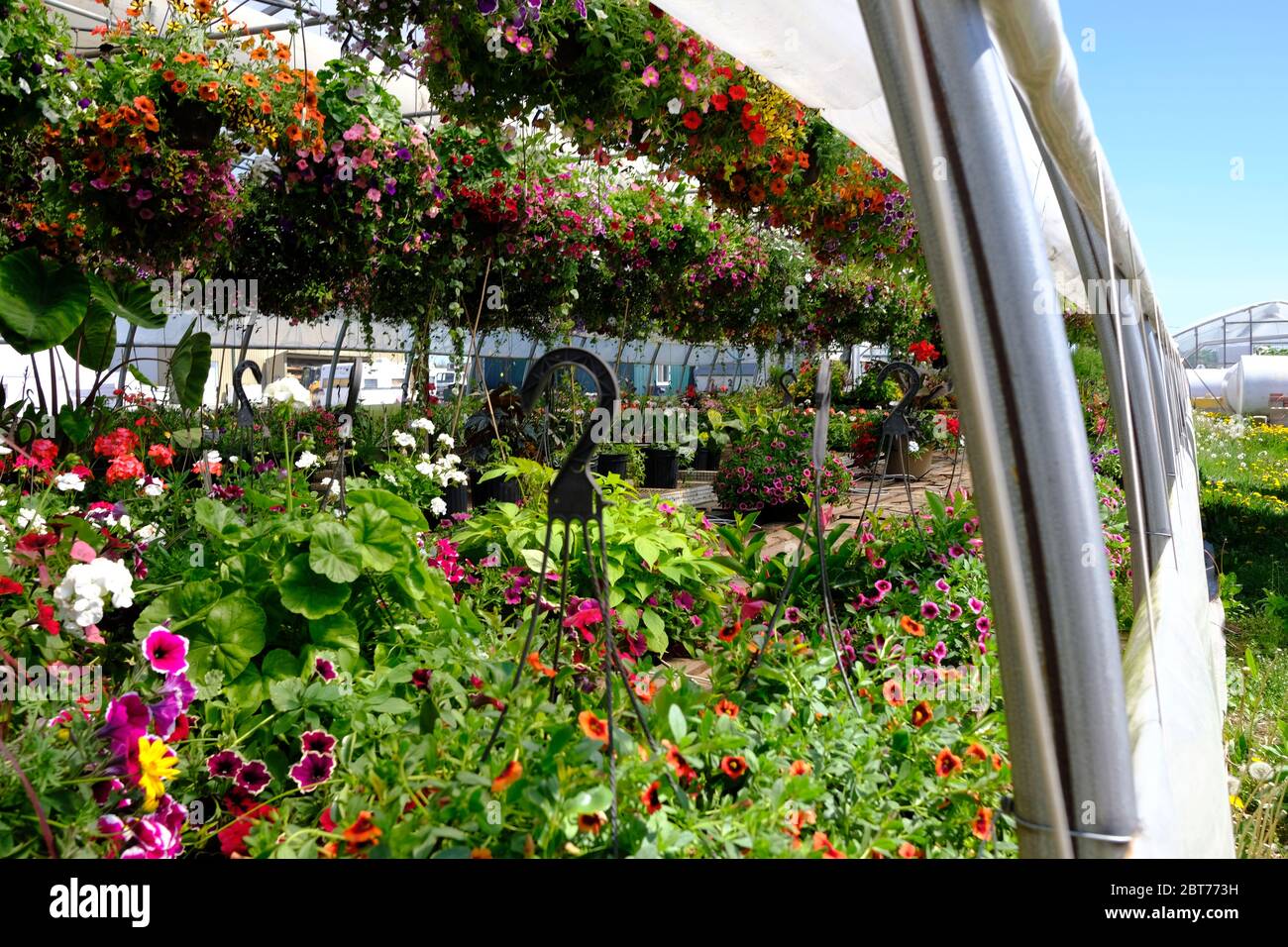 A visit to our local (Ottawa) CSA farm Rochon Garden in Edwards, Ontario,  Canada. Grandma mostly kept us in the hanging baskets greenhouse Stock  Photo - Alamy