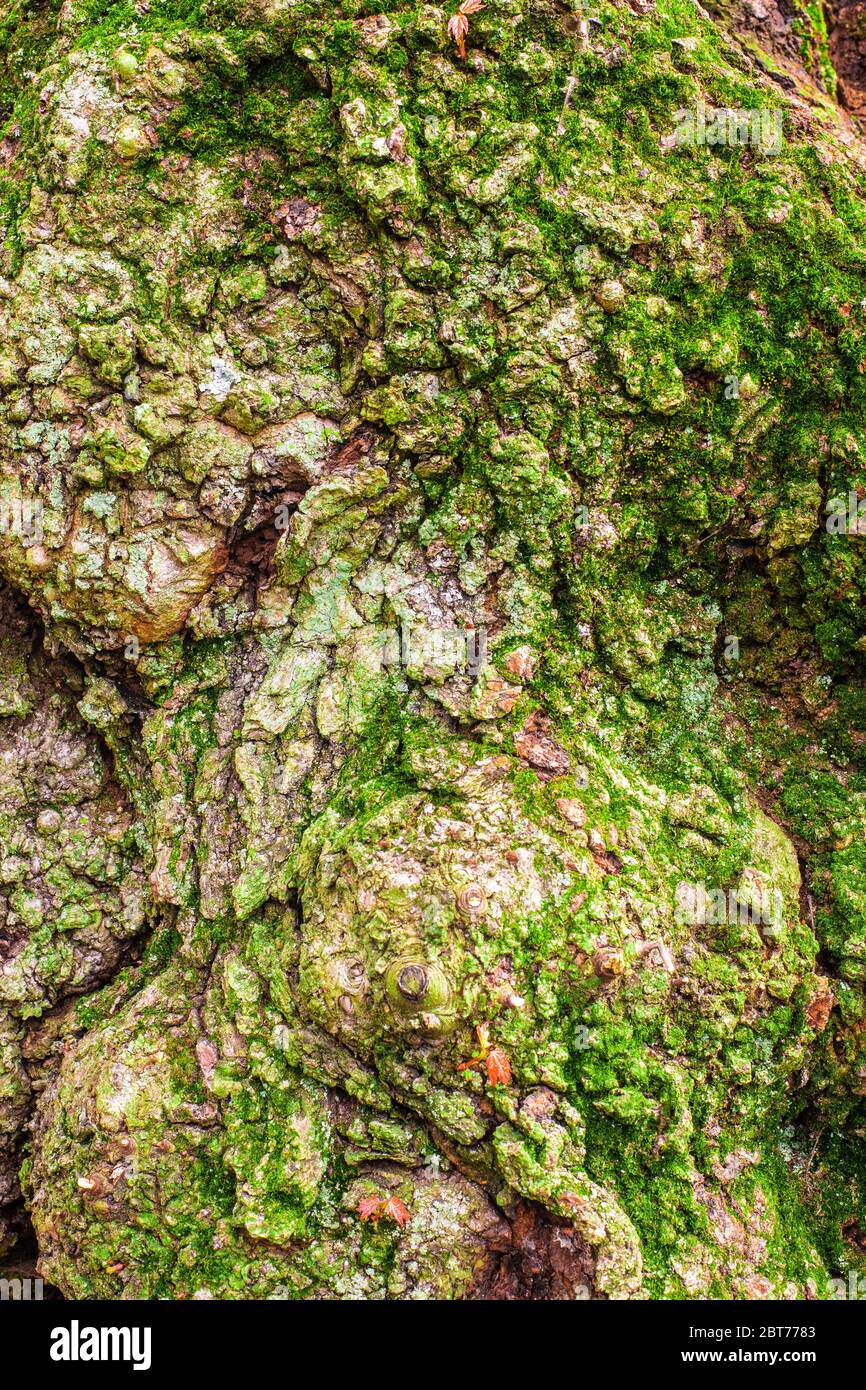 Close-up details of bark on tree trunk with bumps and burls Stock Photo