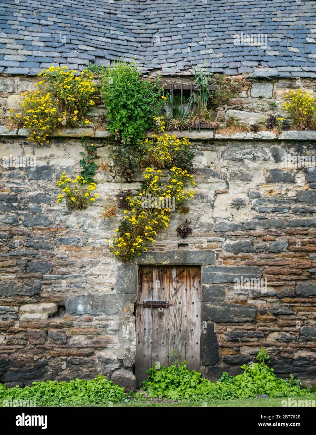 Ruined historic neglected old falling down dovecote, Preston Tower ...