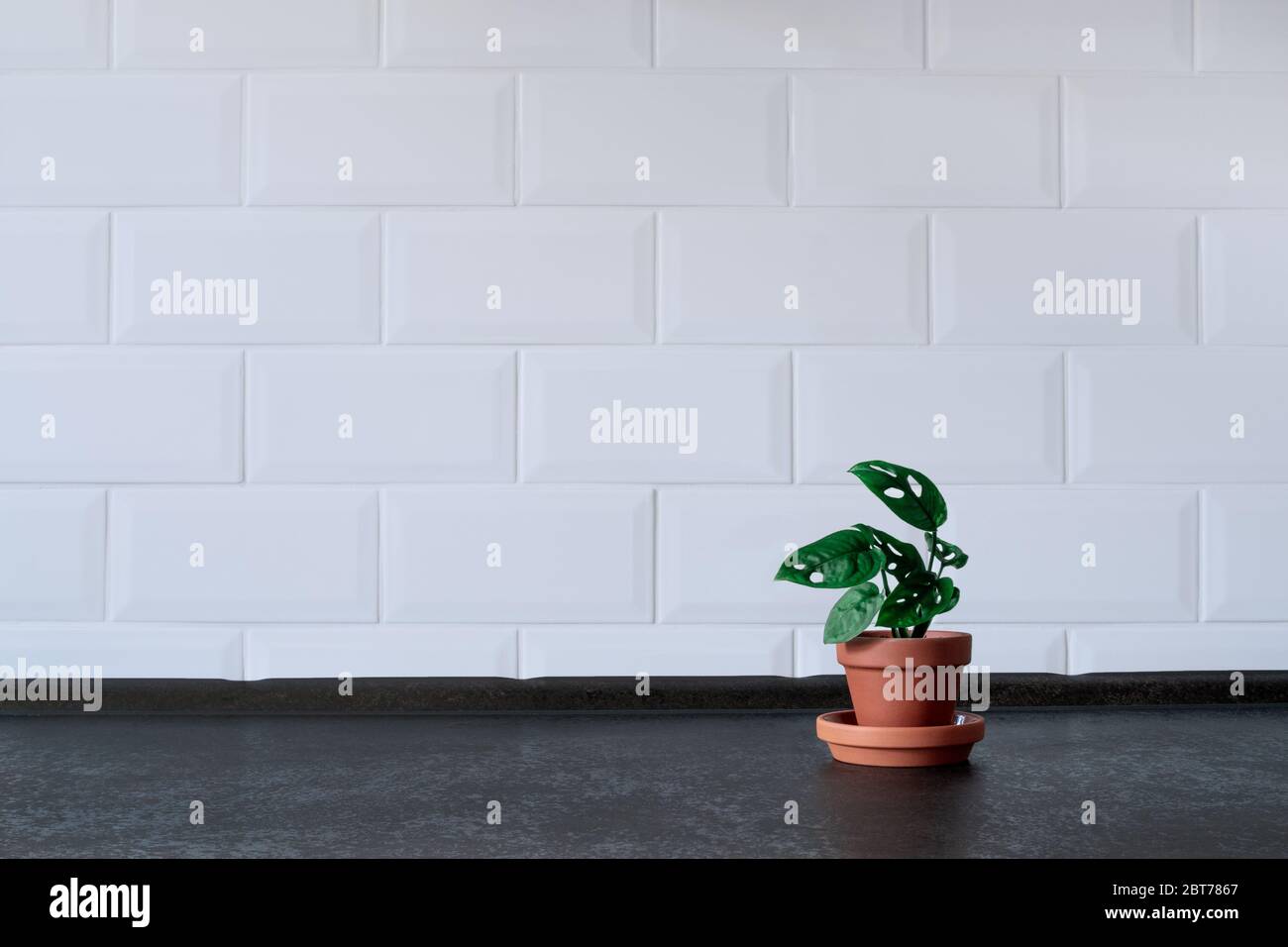 Plant in a terracotta pot, simple background. With place for your text